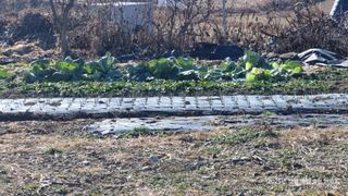 이현목님의 벼 · 영농일지 작성글 사진