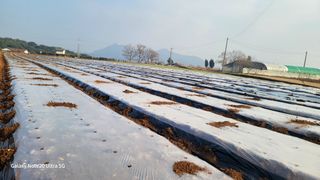 가재승님의 마늘 · 영농일지 작성글 사진