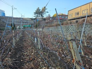 오세화님의 포도 · 영농일지 작성글 사진