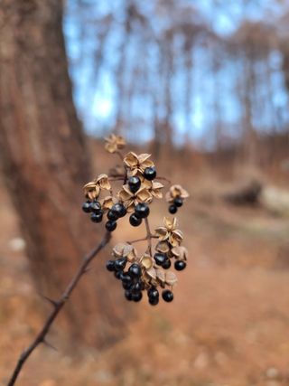 /송학 농원님의 기타작물 · 영농일지 작성글 사진