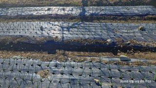 이현목님의 벼 · 영농일지 작성글 사진