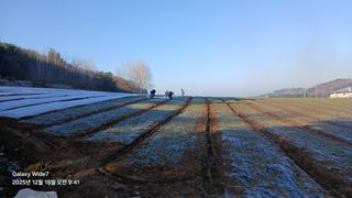 석승인님의 마늘 · 영농일지 작성글 사진