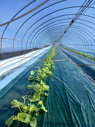 조영임님의 기타작물 · 영농일지 작성글 사진