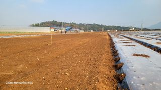 가재승님의 마늘 · 영농일지 작성글 사진