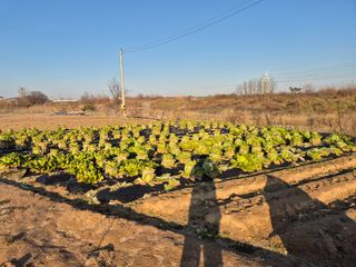 송명식님의 배추 · 영농일지 작성글 사진