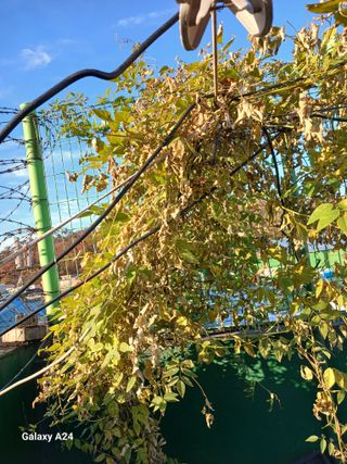 강성흔목사 님의 기타작물 · 영농일지 작성글 사진