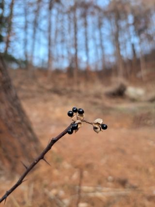 /송학 농원님의 기타작물 · 영농일지 작성글 사진