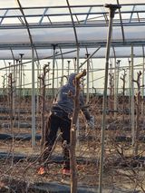 팜모닝 기타작물·영농일지 게시글 이미지