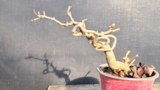 이정운님의 기타작물 · 영농일지 작성글 사진