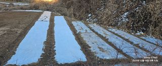 장두원님의 마늘 · 영농일지 작성글 사진