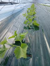 팜모닝 기타작물·영농일지 게시글 이미지