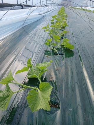 조영임님의 기타작물 · 영농일지 작성글 사진