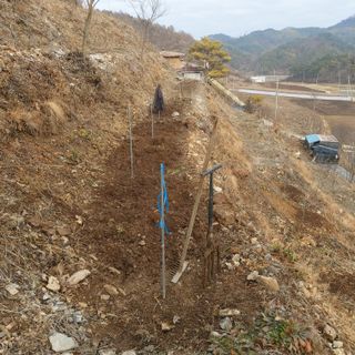 가로수님의 기타작물 · 영농일지 작성글 사진