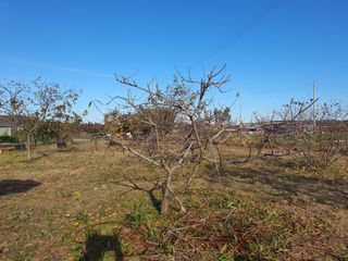 경포일출님의 기타작물 · 영농일지 작성글 사진