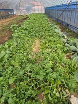 팜모닝 기타작물·영농일지 게시글 이미지