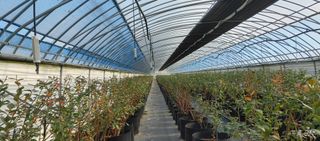 류근택님의 블루베리 · 영농일지 작성글 사진