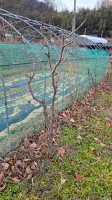 팜모닝 기타작물·영농일지 게시글 이미지