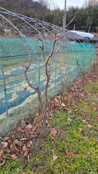 가야산아래촌농님의 기타작물 · 영농일지 작성글 사진