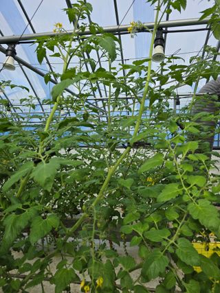 김호진님의 토마토 · 영농일지 작성글 사진