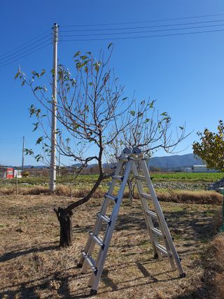 경포일출님의 기타작물 · 영농일지 작성글 사진
