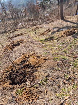호랑이별님의 기타작물 · 영농일지 작성글 사진