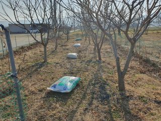 경포일출님의 기타작물 · 영농일지 작성글 사진