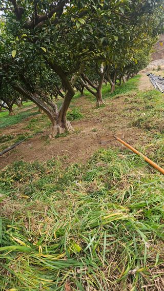 옥재벌님의 기타작물 · 영농일지 작성글 사진