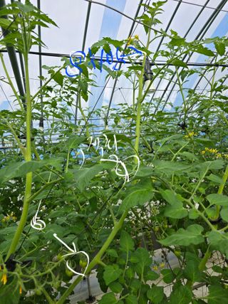 김호진님의 토마토 · 영농일지 작성글 사진