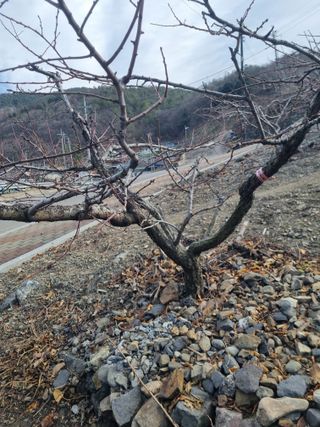 김용대님의 기타작물 · 영농일지 작성글 사진