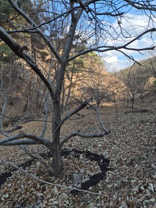 낙엽교목류21691님의 기타작물 · 영농일지 작성글 사진