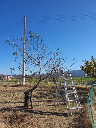 경포일출님의 기타작물 · 영농일지 작성글 사진