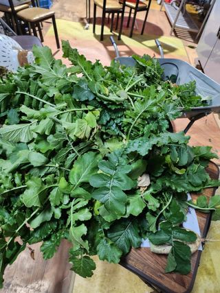 Wonhokum님의 복숭아 · 영농일지 작성글 사진