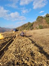 팜모닝 기타작물·영농일지 게시글 이미지