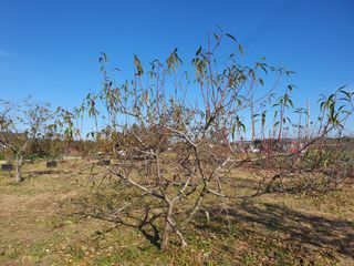 경포일출님의 기타작물 · 영농일지 작성글 사진