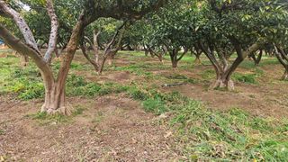 옥재벌님의 기타작물 · 영농일지 작성글 사진