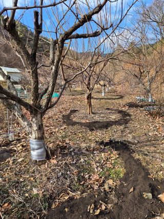 낙엽교목류21691님의 기타작물 · 영농일지 작성글 사진