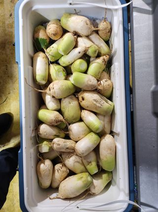 Wonhokum님의 복숭아 · 영농일지 작성글 사진