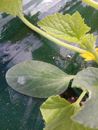 조영임님의 기타작물 · 영농일지 작성글 사진