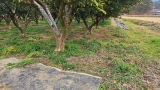 옥재벌님의 기타작물 · 영농일지 작성글 사진