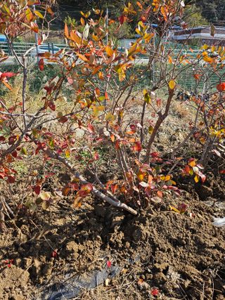 녹우농장님의 콩 · 영농일지 작성글 사진