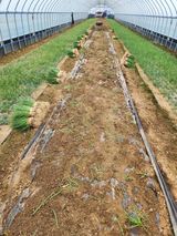 김저팔계님의 작성글 사진