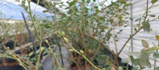 류근택님의 블루베리 · 영농일지 작성글 사진