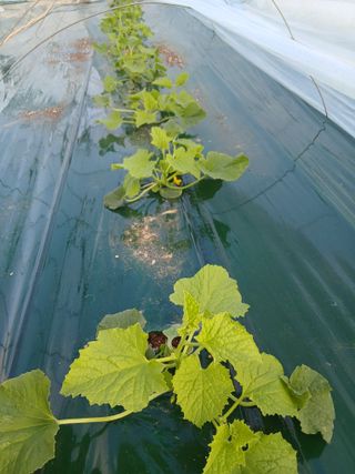 조영임님의 기타작물 · 영농일지 작성글 사진