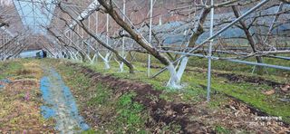 달맛햇복숭아농원님의 복숭아 · 영농일지 작성글 사진