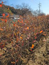 팜모닝 콩·영농일지 게시글 이미지