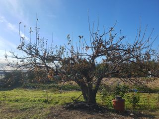 경포일출님의 기타작물 · 영농일지 작성글 사진