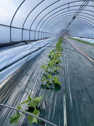 조영임님의 기타작물 · 영농일지 작성글 사진