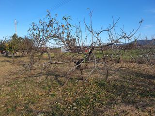 경포일출님의 기타작물 · 영농일지 작성글 사진
