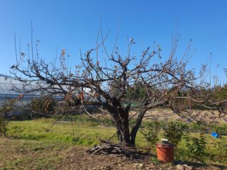 경포일출님의 기타작물 · 영농일지 작성글 사진