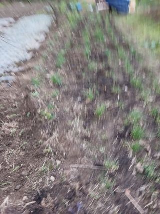 박지성 님의 기타작물 · 영농일지 작성글 사진